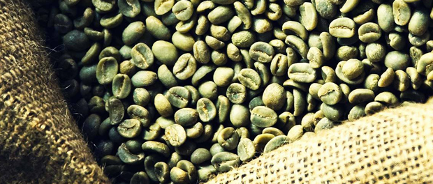 Účinky zelené kávy na hubnutí - Zdravotní rádce